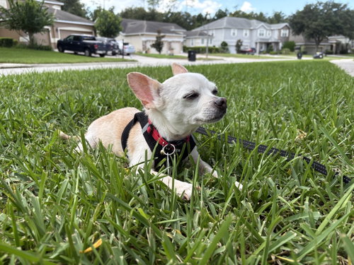 Roxi, photo 3