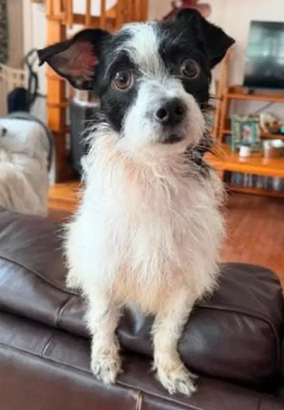 Lizzie - Chihuahua