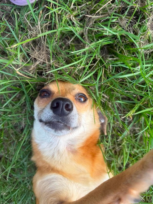 Benji, photo 6