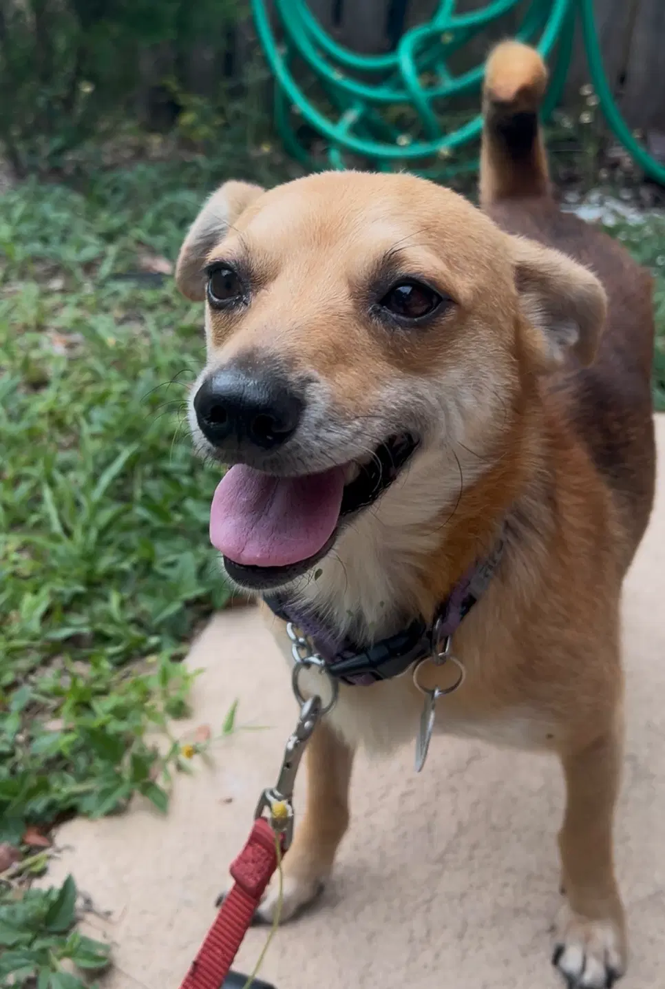 Benji image 4