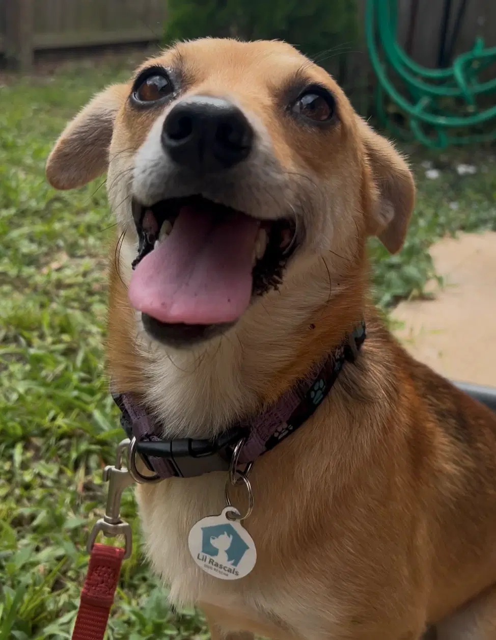 Benji image 3