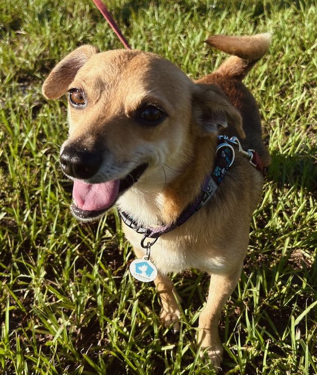 Benji, photo 5