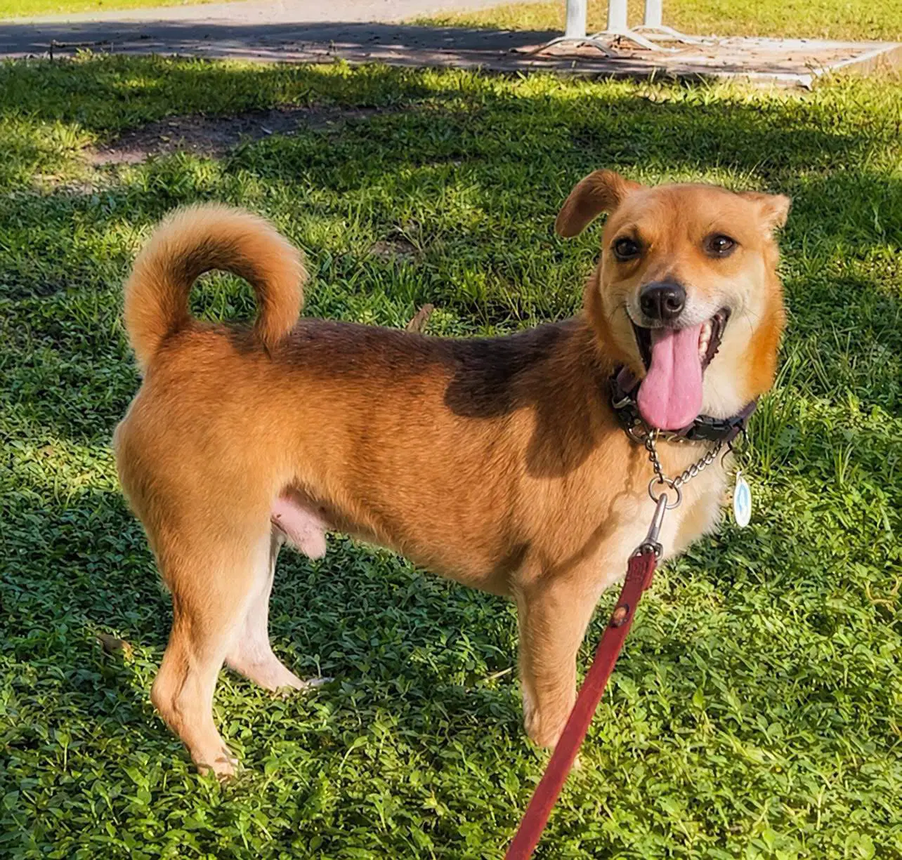 Benji - Chihuahua