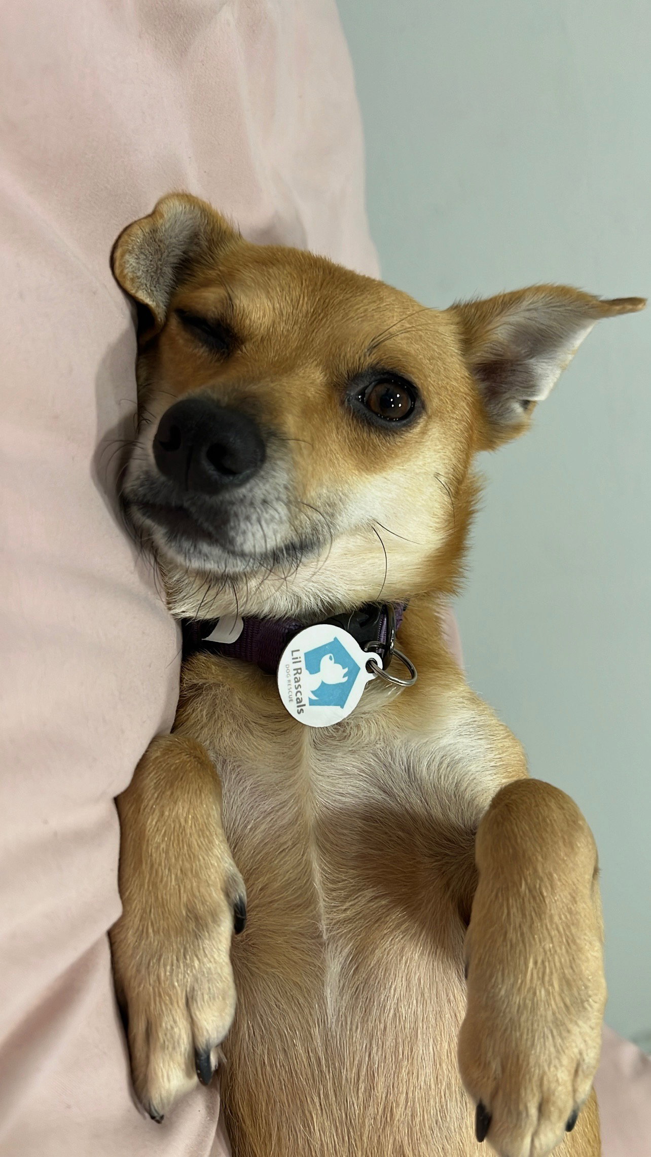 Benji, photo 2