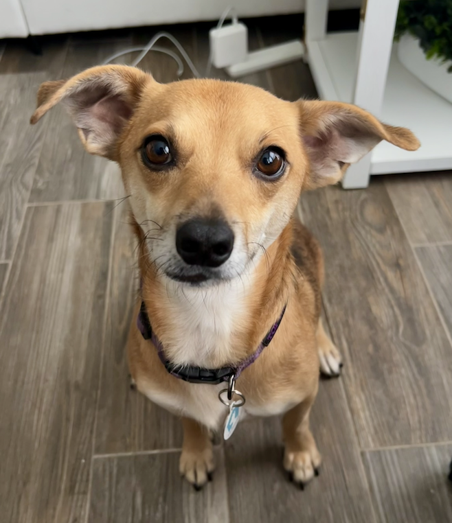 Benji