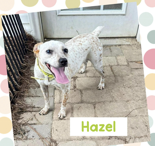 Hazel photo 4