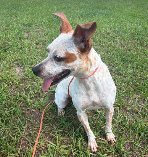 Hazel photo 3