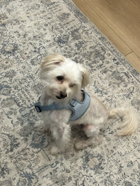 Mozart, photo 2