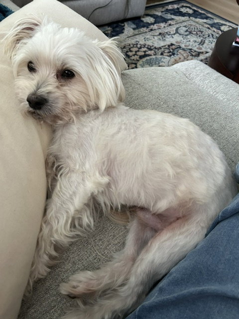 Mozart, photo 4