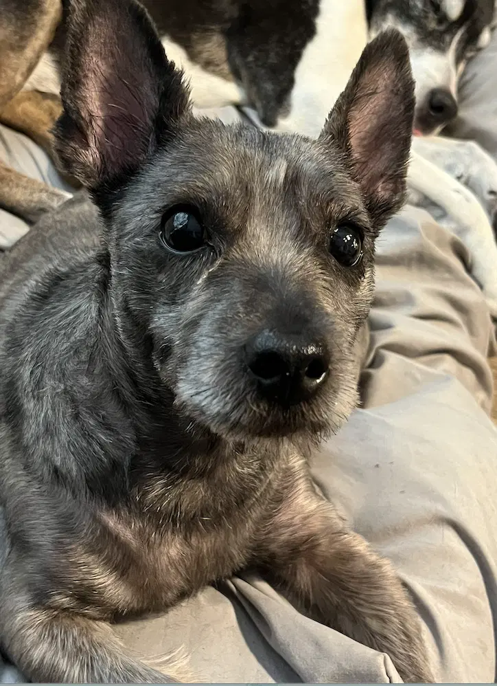 Harlow - Cairn Terrier