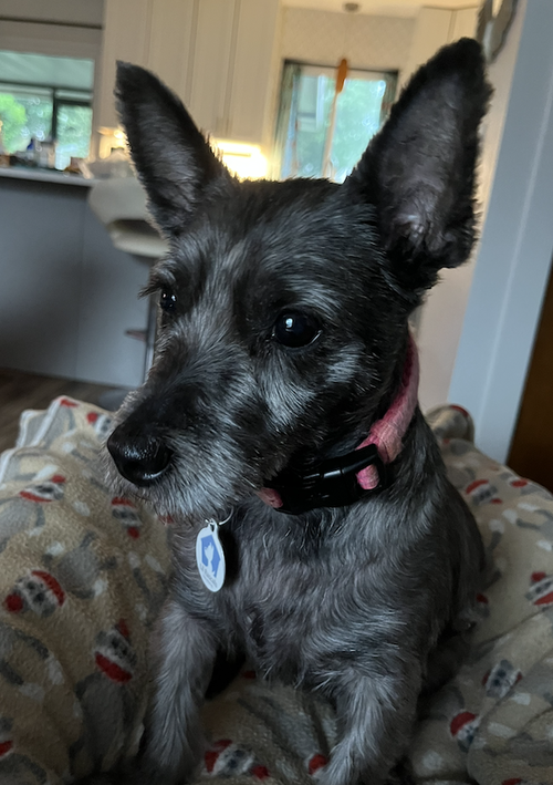 Harlow photo 2