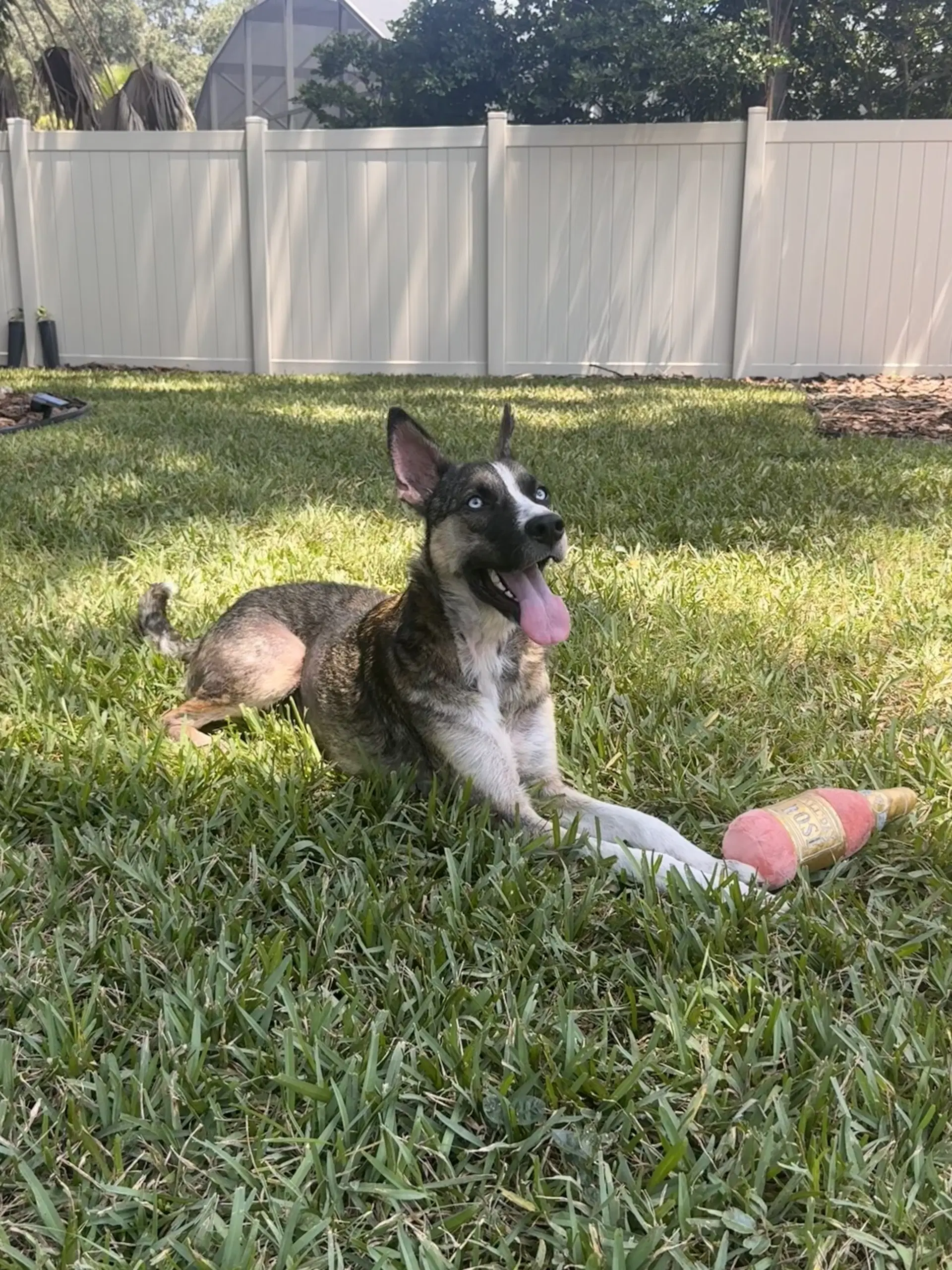 Nova - Husky