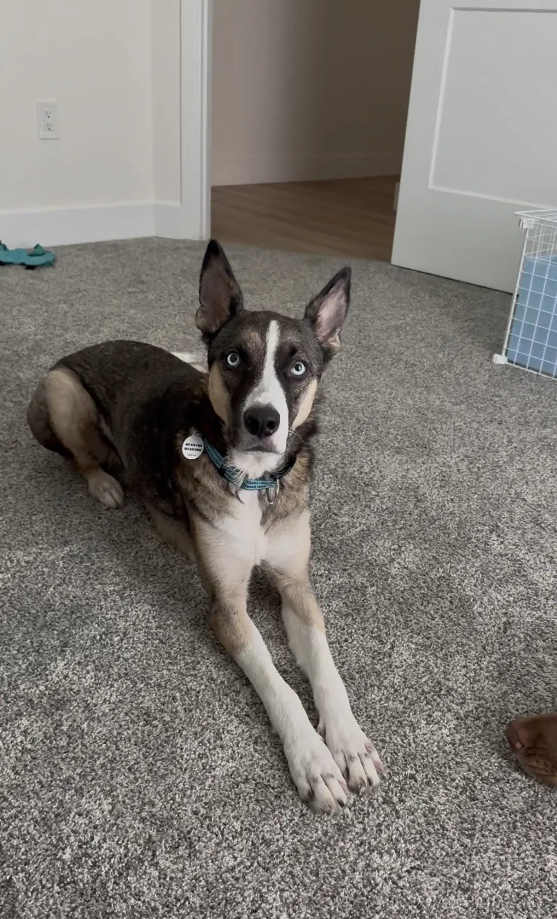 Nova - German Shepherd Dog