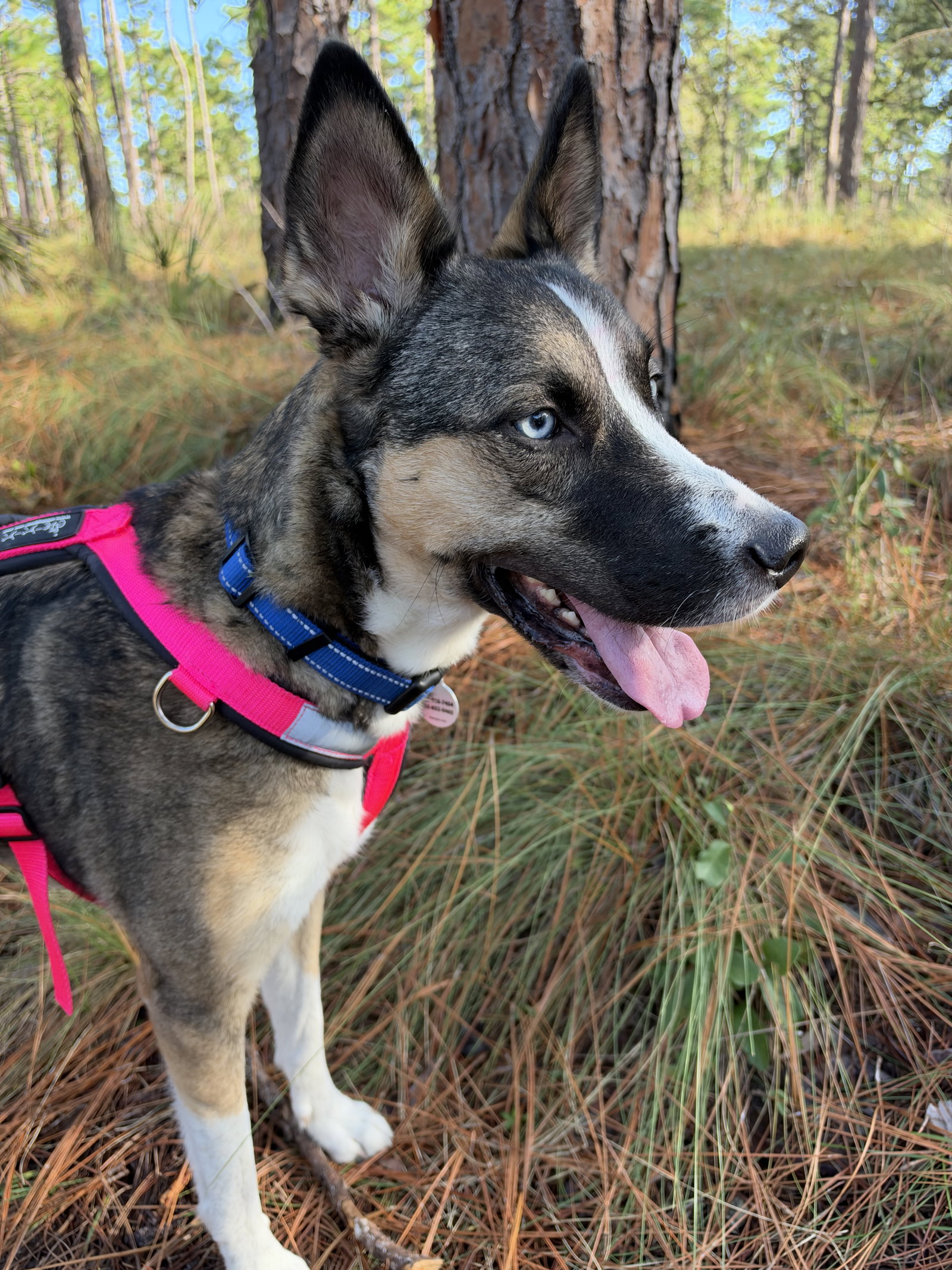 Nova, photo 4