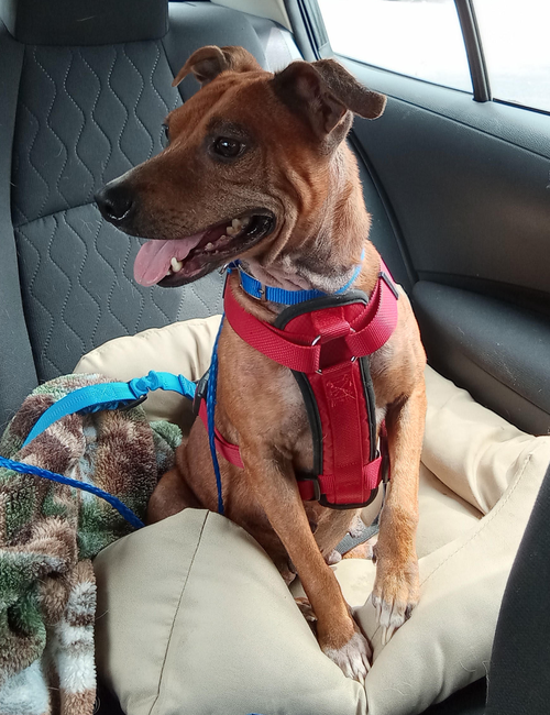 Ellie Mae, a dog for adoption from Lil Rascals Dog Rescue