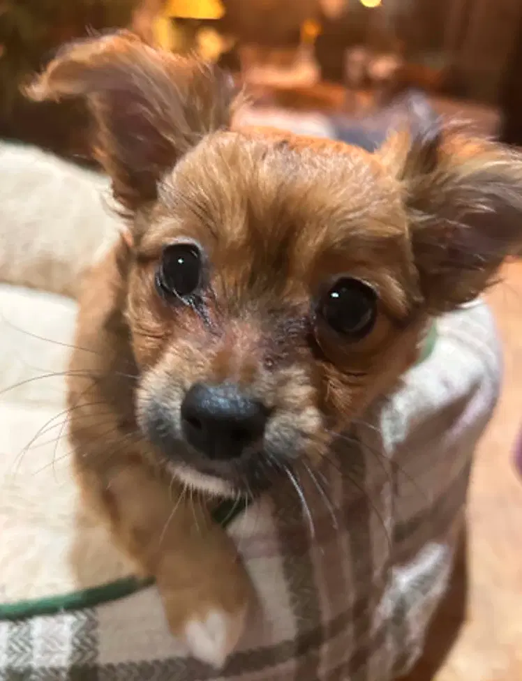 Cami - Terrier