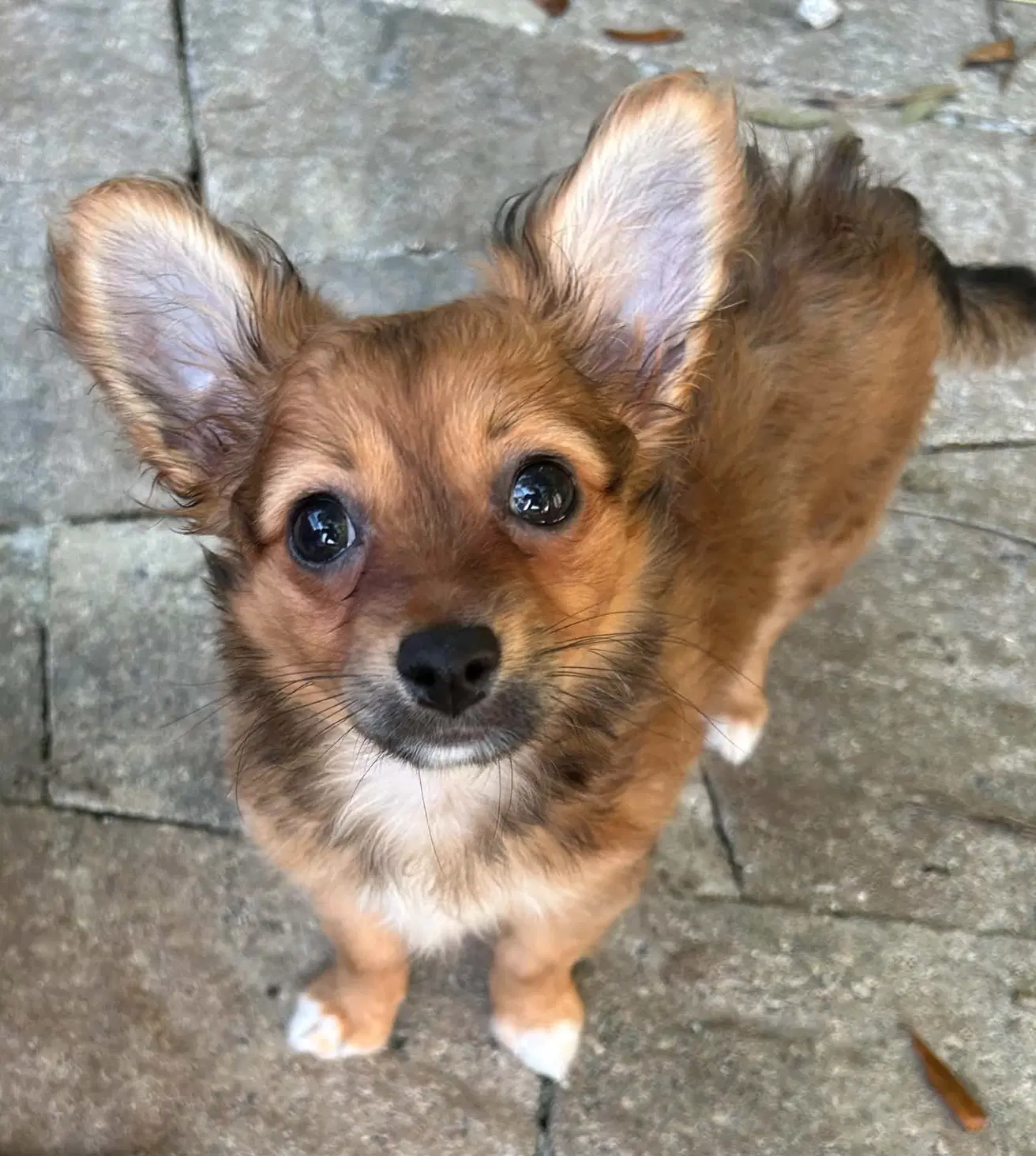 Cami Must Be Adopted With Lola - Terrier