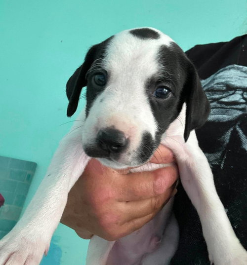Sheldon - Puppy of Pennie photo 4
