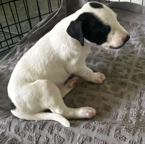 Sheldon - Puppy of Pennie photo 5