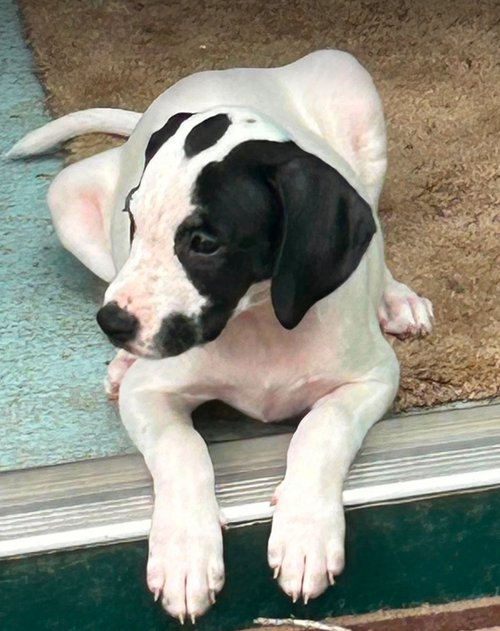 Sheldon - Puppy of Pennie photo 3