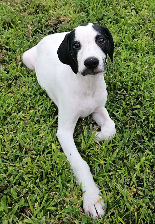Sheldon - Puppy of Pennie