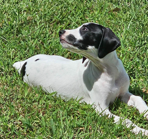 Sheldon - Puppy of Pennie photo 1