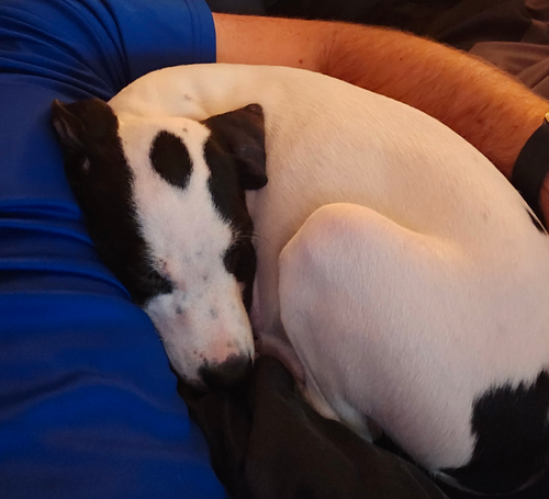 Sheldon - Puppy of Pennie photo 2