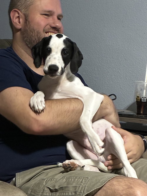 Sheldon - Puppy of Pennie, Irish Setter / Dachshund / Mixed (short coat)