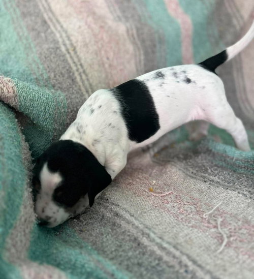 Leonard - Puppy of Pennie photo 5