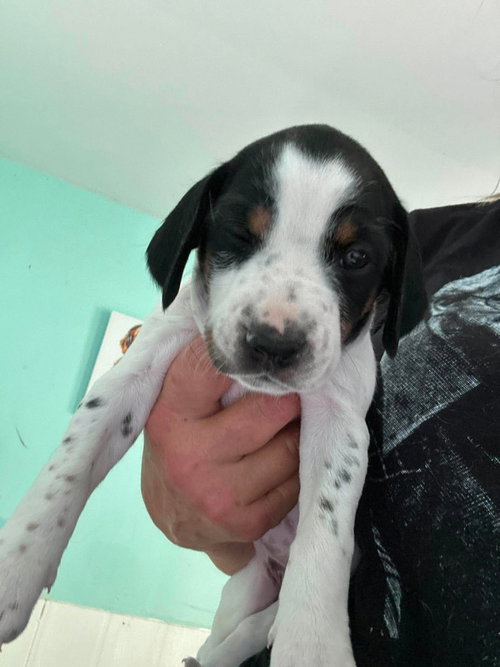 Leonard - Puppy of Pennie photo 4