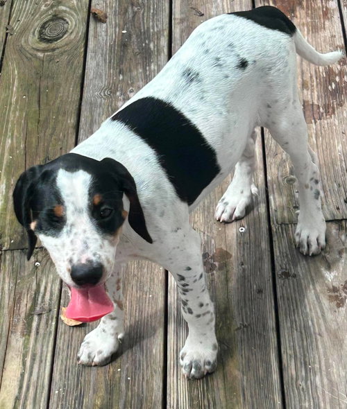 Leonard - Puppy of Pennie photo 1