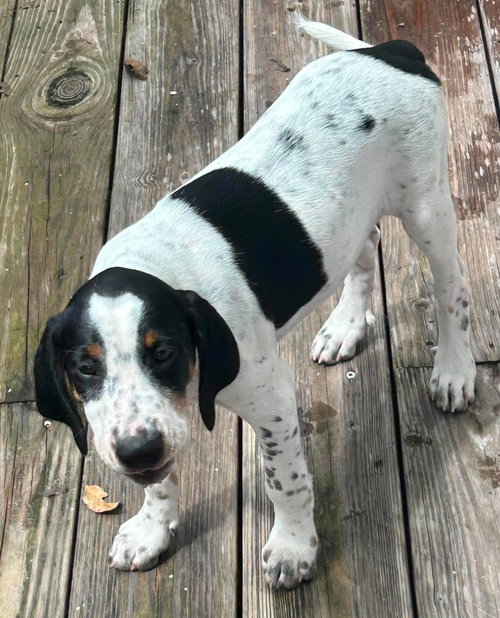Leonard - Puppy of Pennie photo 3