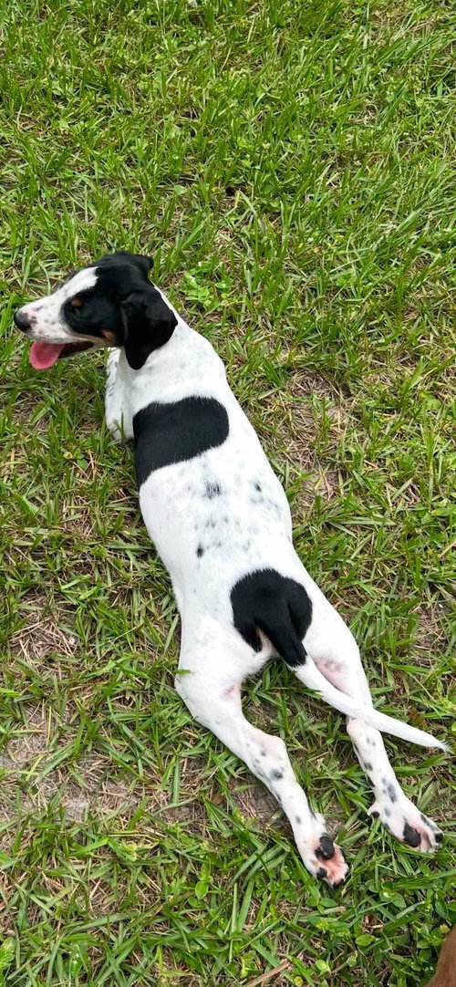 Leonard - Puppy of Pennie photo 2