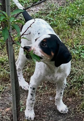 Leonard - Puppy of Pennie, photo 2