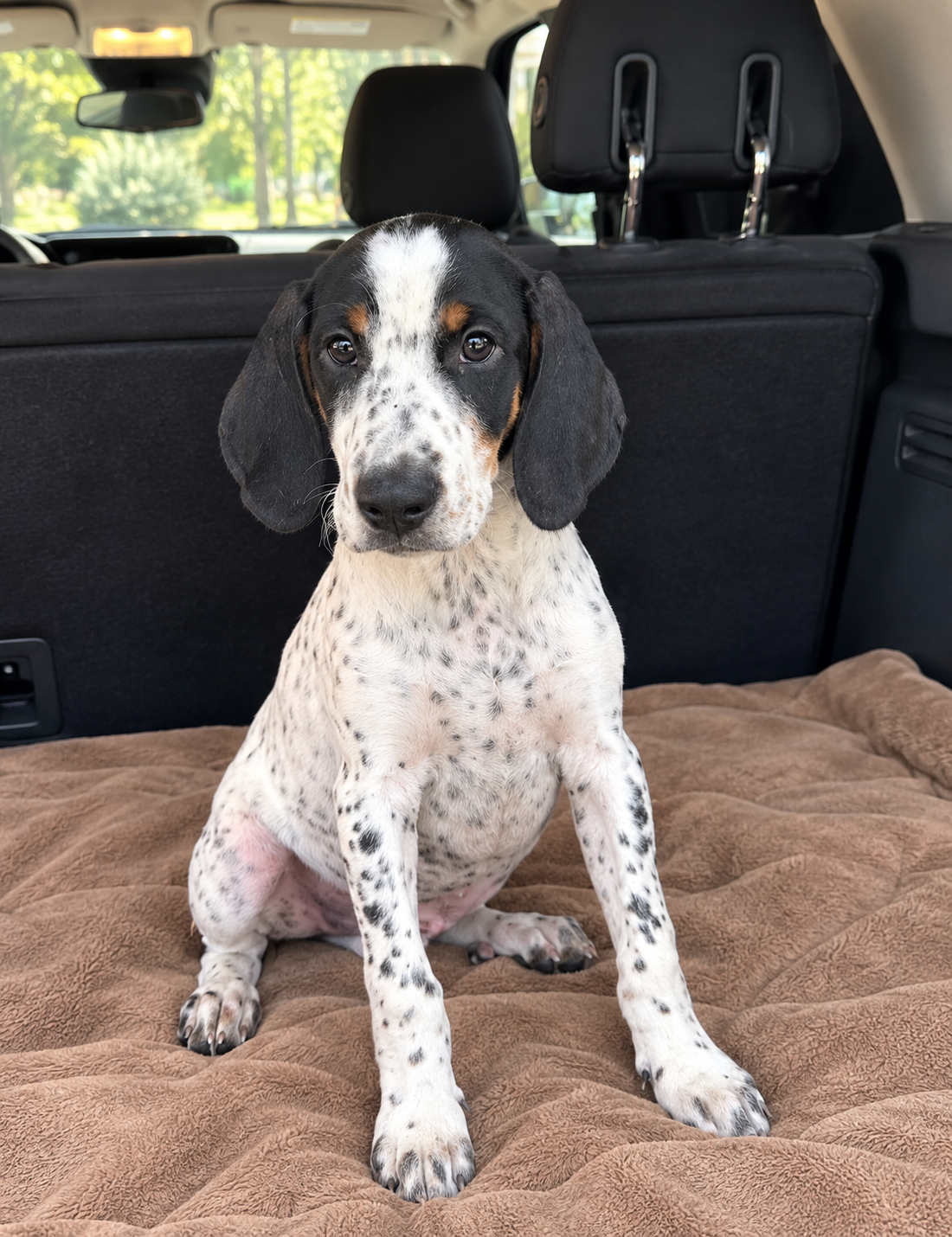 Leonard - Puppy of Pennie