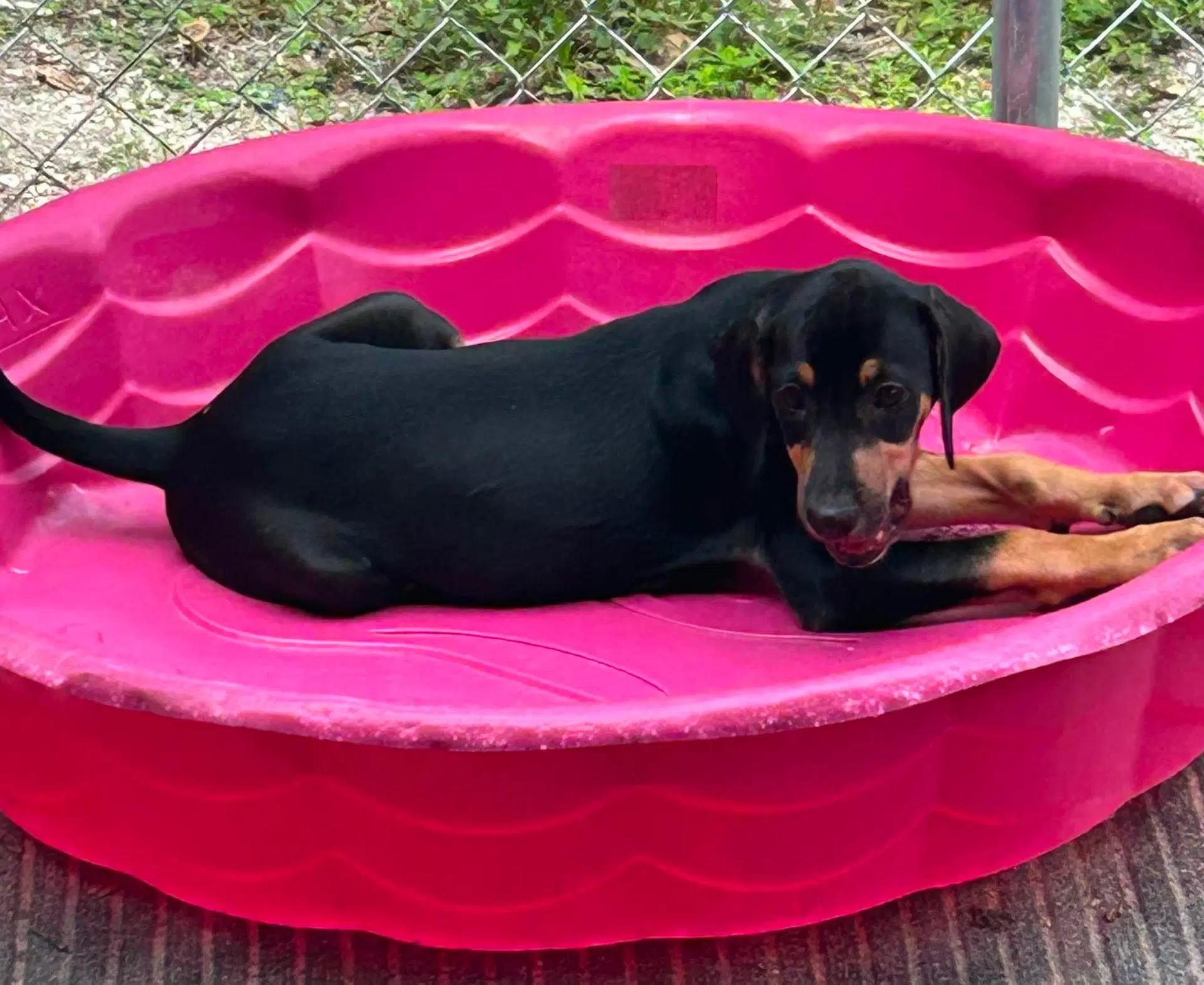 Howard - Puppy Of Pennie image 4