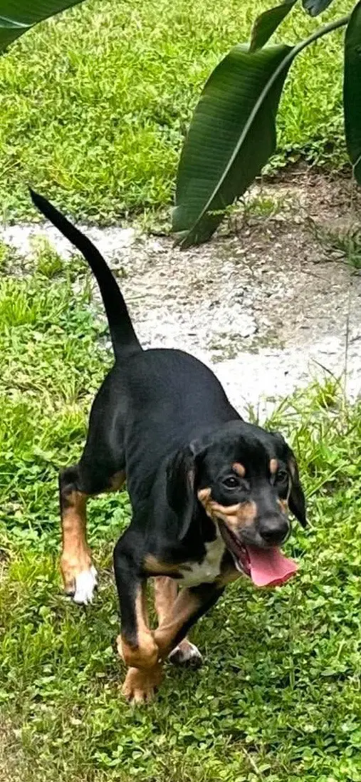 Howard - Puppy Of Pennie image 2