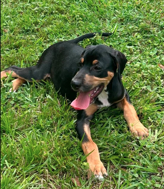 Howard - Puppy Of Pennie