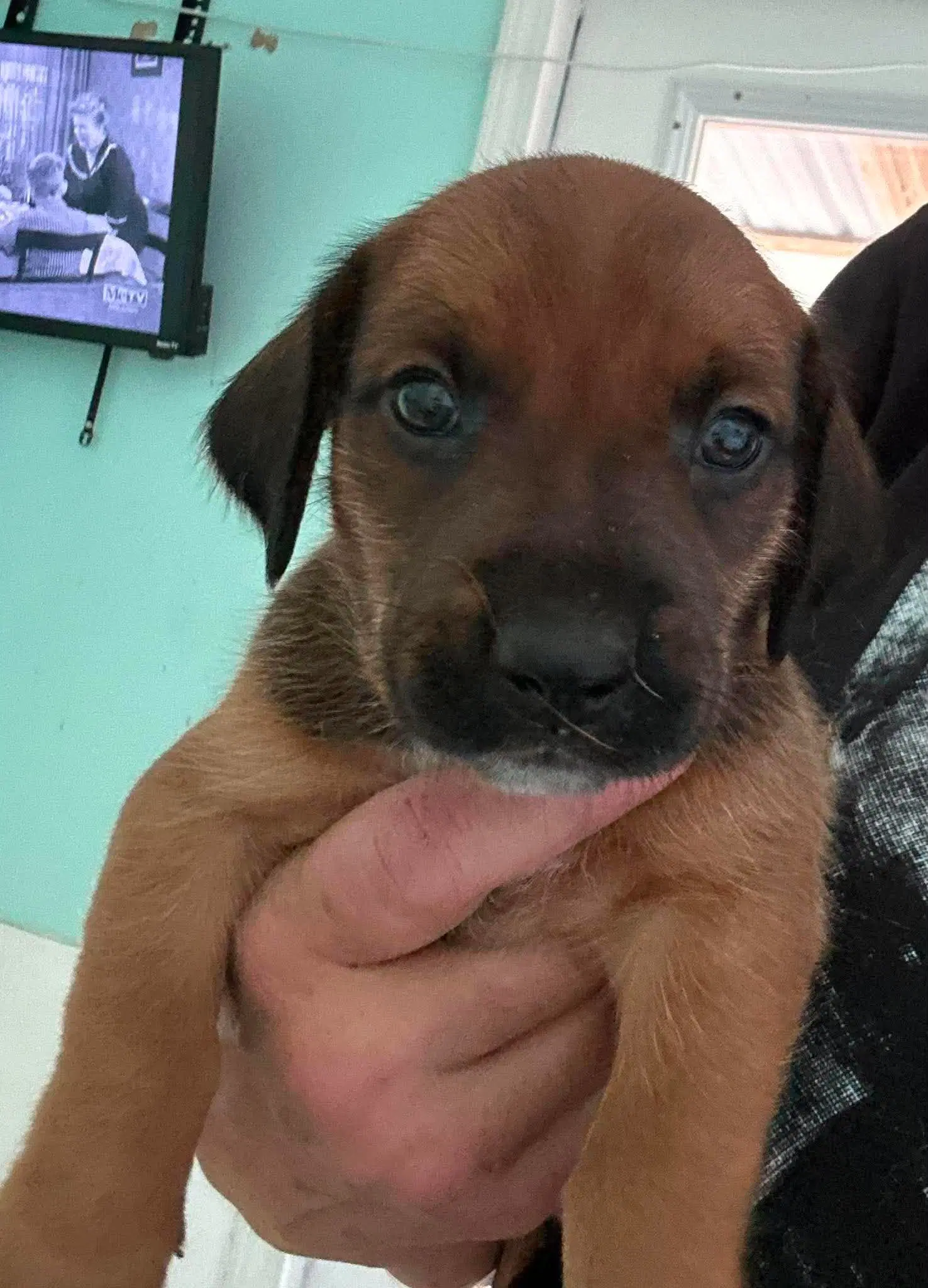 Raj - Puppy Of Pennie image 2