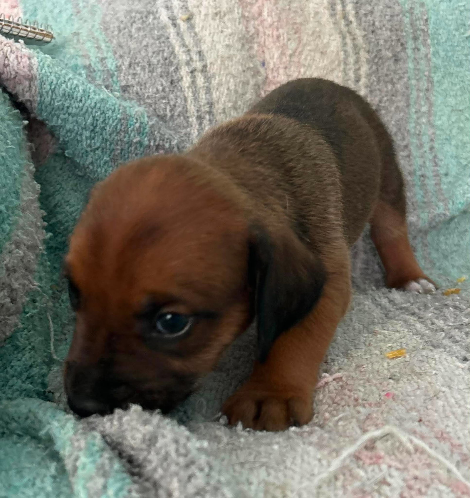 Raj - Puppy of Pennie, photo 10
