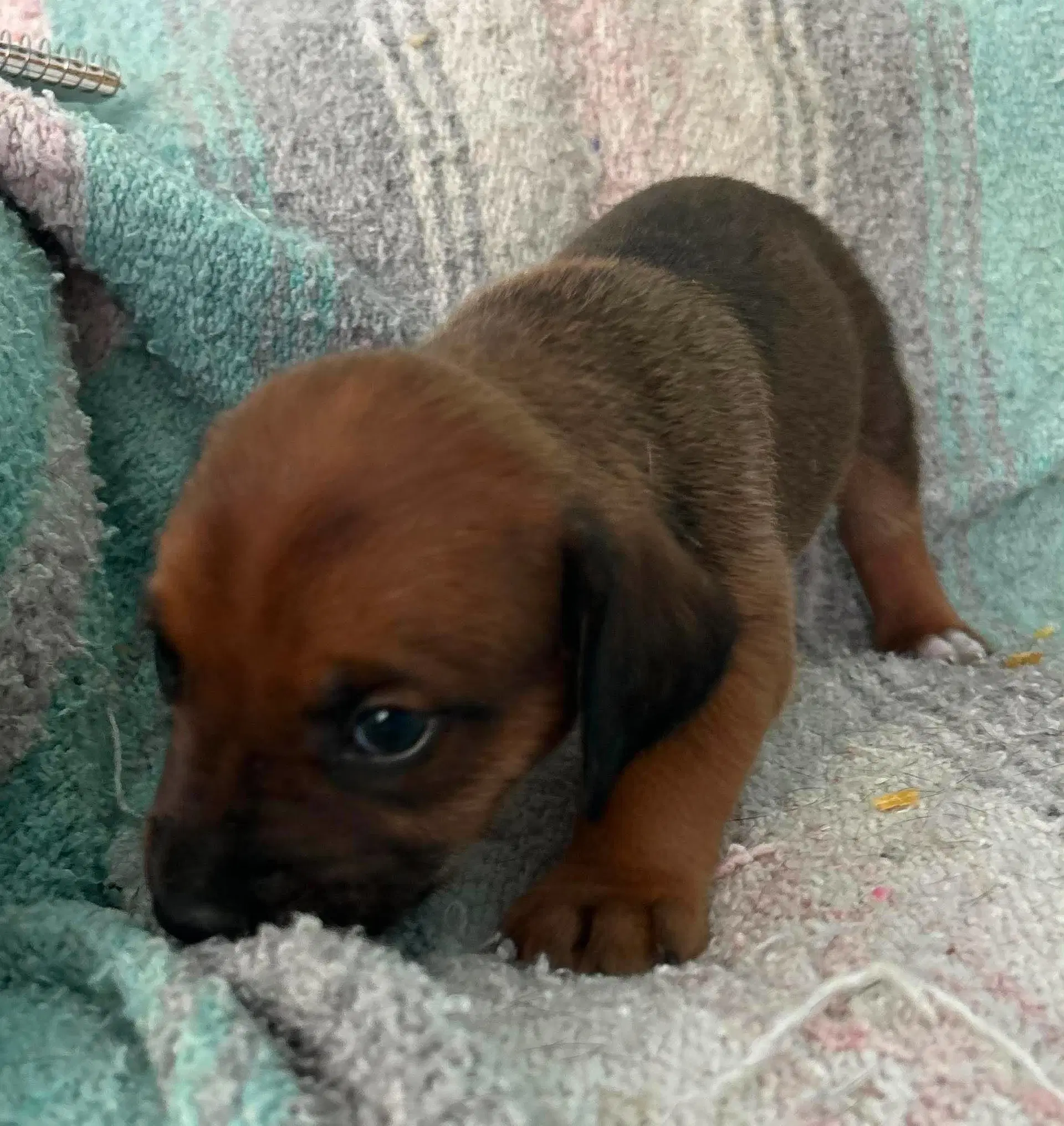 Raj - Puppy Of Pennie image 3