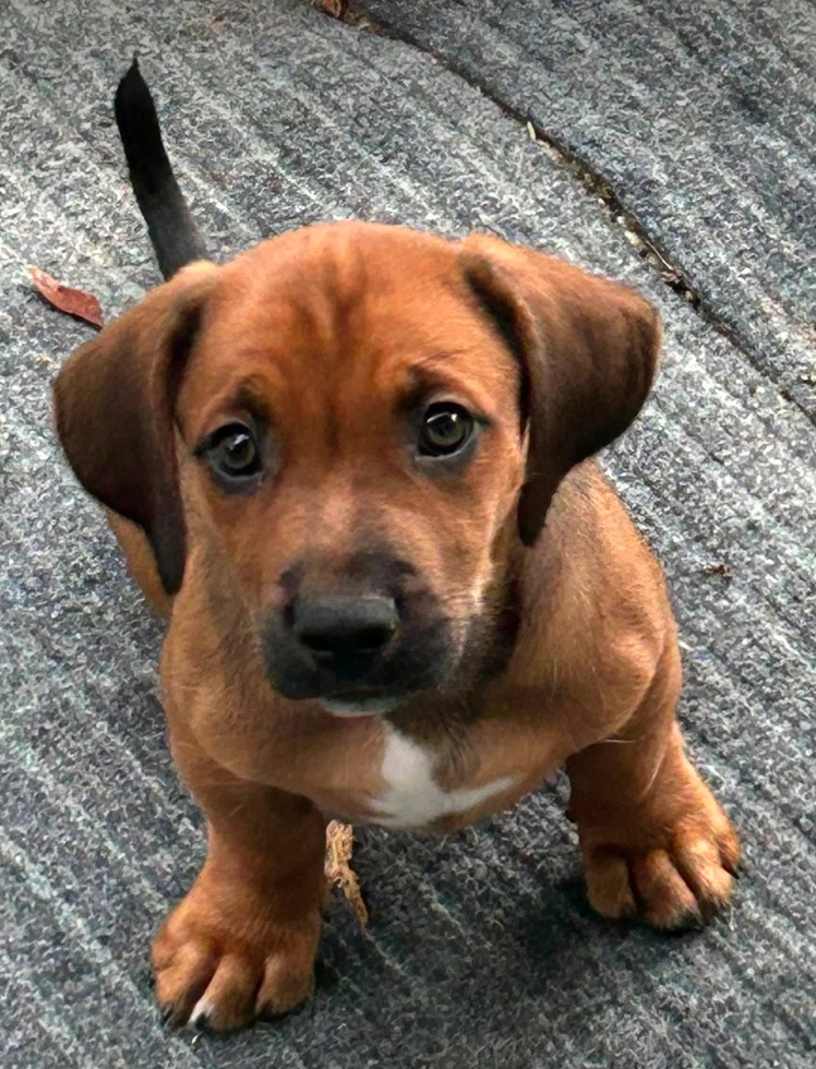Raj - Puppy Of Pennie