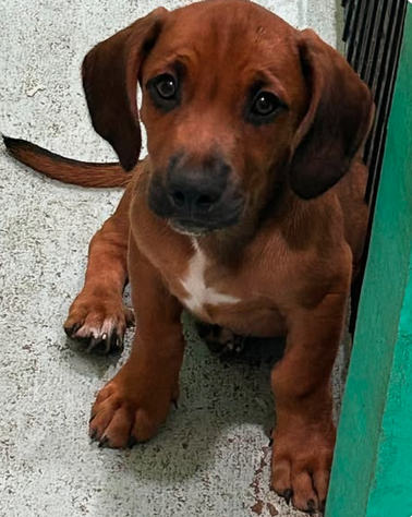 Raj - Puppy of Pennie photo 6