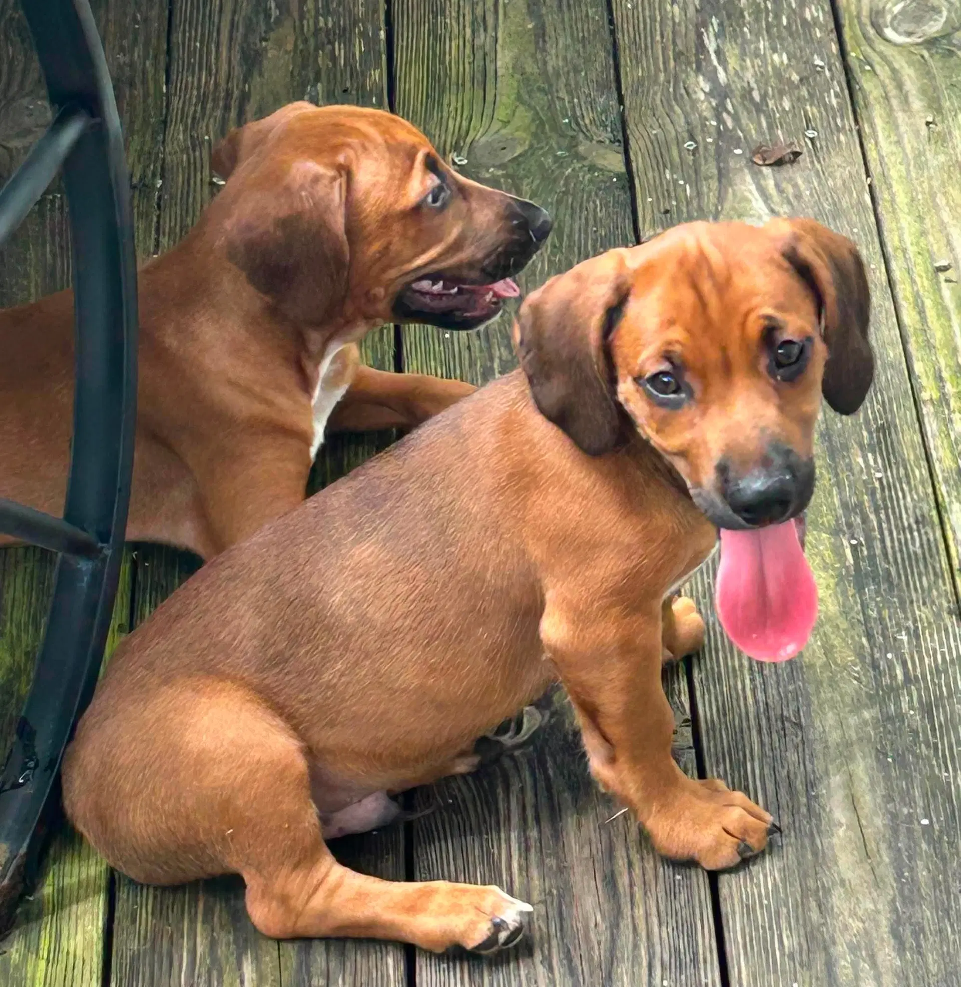 Raj - Puppy Of Pennie image 4