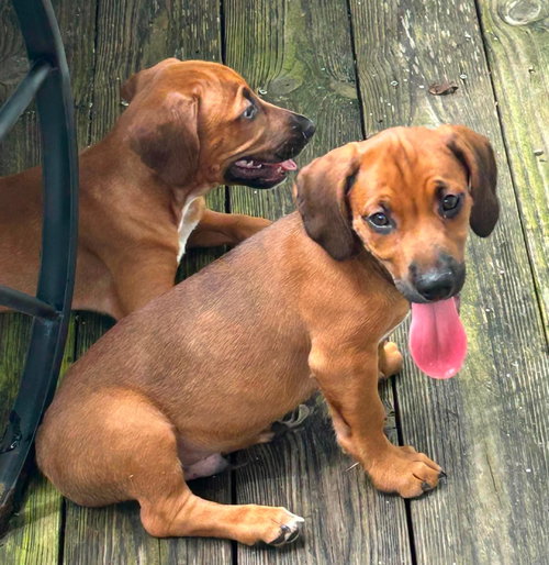 Raj - Puppy of Pennie photo 3