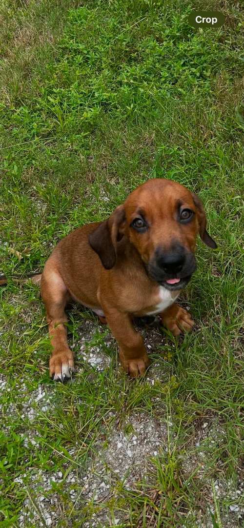 Raj - Puppy of Pennie photo 5