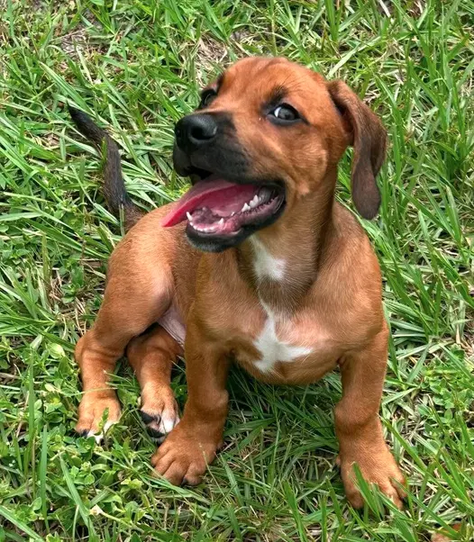 Raj - Puppy Of Pennie image 2