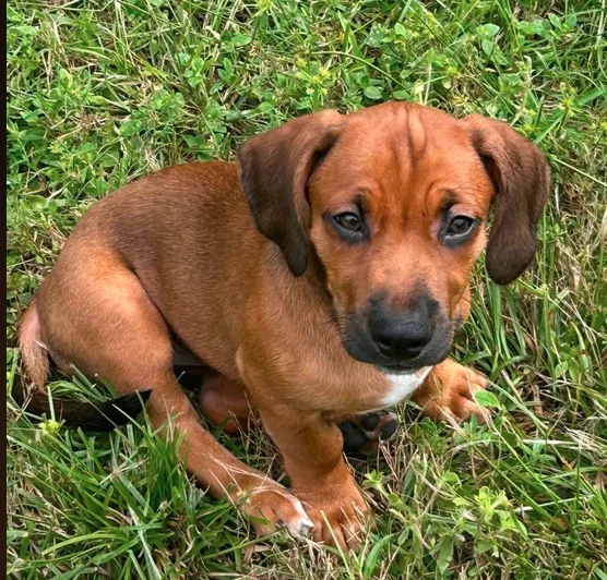Raj - Puppy Of Pennie