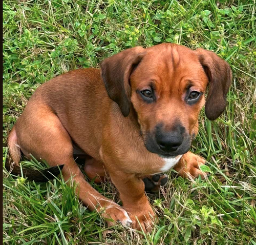 Raj - Puppy of Pennie photo 1