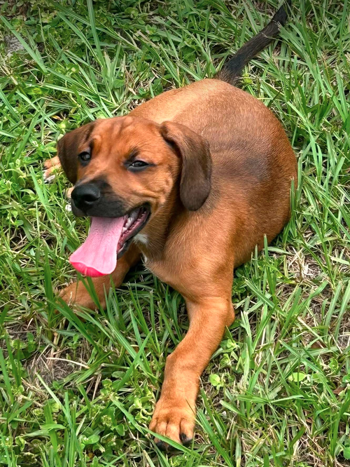 Raj - Puppy of Pennie photo 2